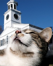 Cat with church behind it