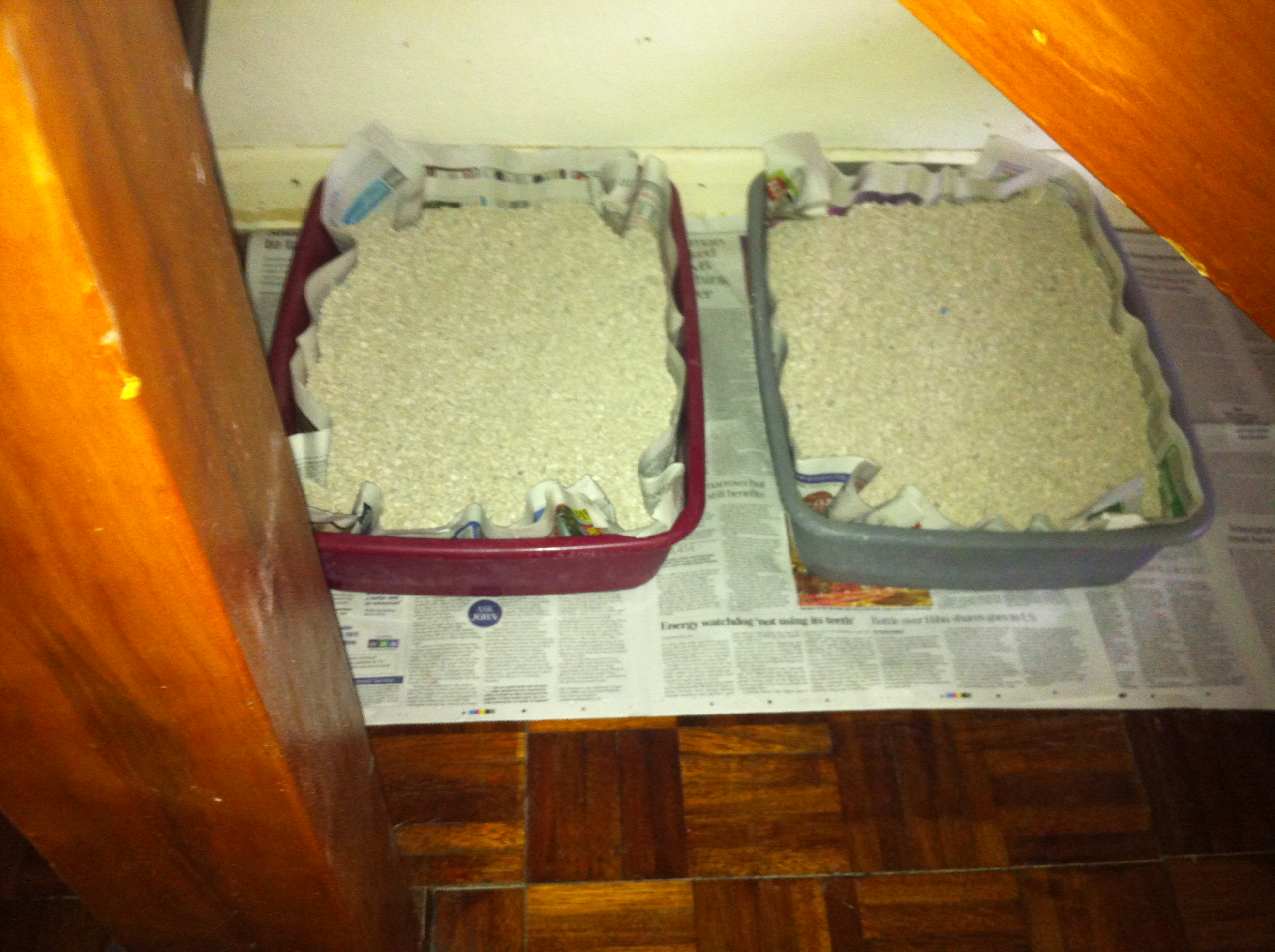 Cat trays lined with the Daily Mail and Daily Telegraph